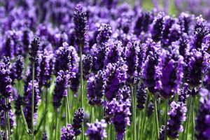 Hoa oải hương hay còn gọi là hoa Lavender