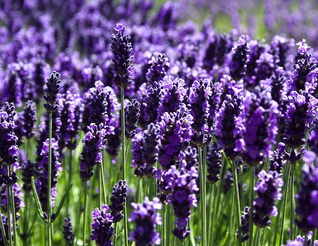 Hoa oải hương hay còn gọi là hoa Lavender 